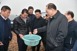 银川黄鳝的繁育